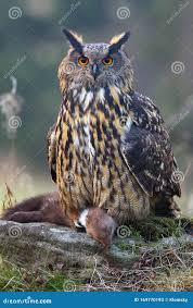 Attēlu rezultāti vaicājumam “Bubo bubo”