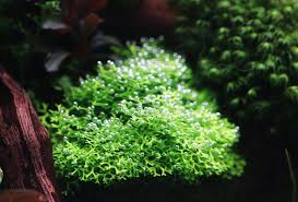 Attēlu rezultāti vaicājumam “Riccia”