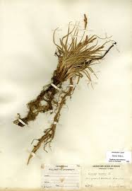 Attēlu rezultāti vaicājumam “Carex hirta female flower”