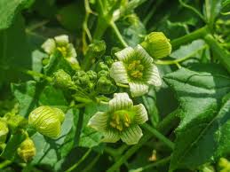 Attēlu rezultāti vaicājumam “Bryonia alba flower”