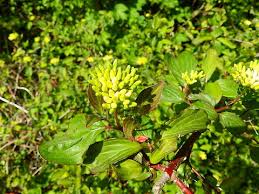 Attēlu rezultāti vaicājumam “Cornus sanguinea”