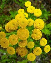 Attēlu rezultāti vaicājumam “Tanacetum vulgare flower”