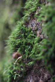 Attēlu rezultāti vaicājumam “Dicranum viride”