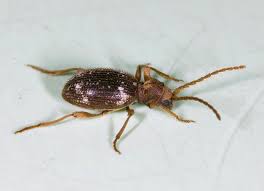 Attēlu rezultāti vaicājumam “Ptinus sp. male”