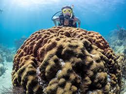 Image result for Great Western Divers