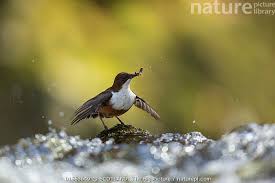 Attēlu rezultāti vaicājumam “Cinclus cinclus”