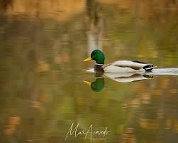Attēlu rezultāti vaicājumam “Anas platyrhynchos juvenile”