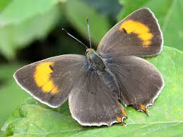 Attēlu rezultāti vaicājumam “Thecla betulae”