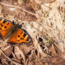 Attēlu rezultāti vaicājumam “Nymphalis xanthomelas”