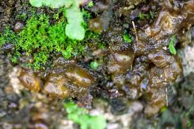 Attēlu rezultāti vaicājumam “Nostoc commune macro”