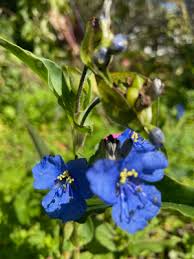 Attēlu rezultāti vaicājumam “Commelina coelestis”