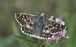 Attēlu rezultāti vaicājumam “Pyrgus alveus upperside”