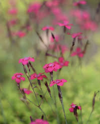 Attēlu rezultāti vaicājumam “Dianthus deltoides bud”
