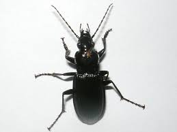 Attēlu rezultāti vaicājumam “Pterostichus niger”