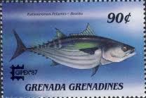 Image result for Katsuwonus pelamis