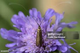 Attēlu rezultāti vaicājumam “Nemophora metallica”