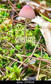 Attēlu rezultāti vaicājumam “Mycena purpureofusca”