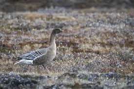 Attēlu rezultāti vaicājumam “Anser brachyrhynchus adult”