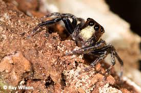 Attēlu rezultāti vaicājumam “Salticidae”