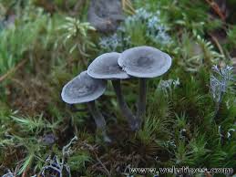 Attēlu rezultāti vaicājumam “Cantharellula umbonata”