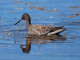Image result for Tringa erythropus