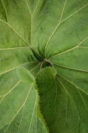 Attēlu rezultāti vaicājumam “Petasites hybridus leaf”