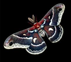 Attēlu rezultāti vaicājumam “Saturniidae”