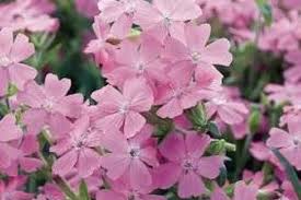 Attēlu rezultāti vaicājumam “Silene borysthenica flower”
