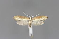 Attēlu rezultāti vaicājumam “Ypsolopha asperella”