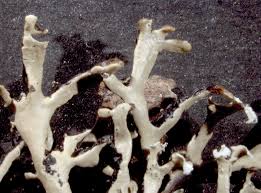 Attēlu rezultāti vaicājumam “Hypogymnia vittata”