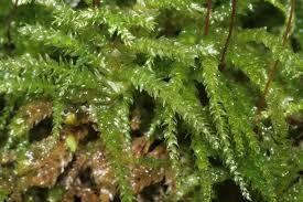 Attēlu rezultāti vaicājumam “Eurhynchium angustirete”