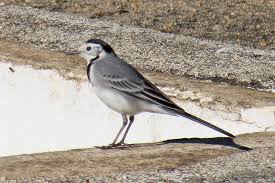 Attēlu rezultāti vaicājumam “Motacilla alba adult”
