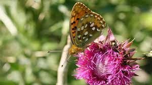 Attēlu rezultāti vaicājumam “Argynnis aglaja underside”