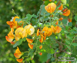 Image result for Colutea x media (arborescens x orientalis)