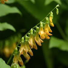 Attēlu rezultāti vaicājumam “Lathyrus laevigatus”