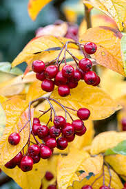 Attēlu rezultāti vaicājumam “Cotoneaster multiflorus fruit”