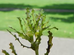 Attēlu rezultāti vaicājumam “Najas marina leaf”