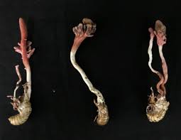 Attēlu rezultāti vaicājumam “Cordyceps stylophora”