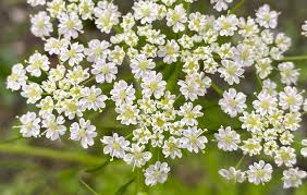 Attēlu rezultāti vaicājumam “Carum carvi leaf”