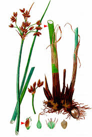 Attēlu rezultāti vaicājumam “Schoenoplectus lacustris subsp. glaucus flower”