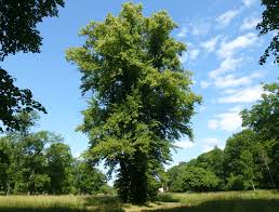 Attēlu rezultāti vaicājumam “Tilia x vulgaris”