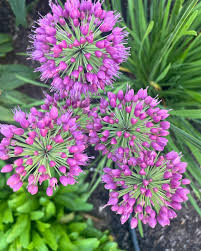 Attēlu rezultāti vaicājumam “Allium holandicum”