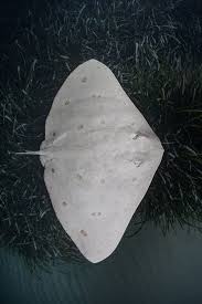 Image result for Gymnura natalensis