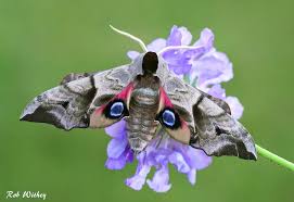 Attēlu rezultāti vaicājumam “Smerinthus ocellata”