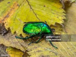 Attēlu rezultāti vaicājumam “Cetonia aurata imago”