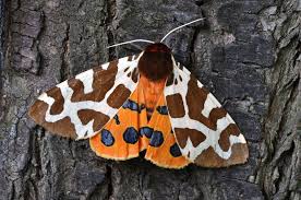 Attēlu rezultāti vaicājumam “Lepidoptera”