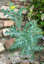 Attēlu rezultāti vaicājumam “Papaver argemone leaf”