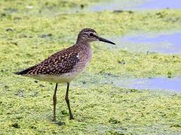 Attēlu rezultāti vaicājumam “Tringa glareola”