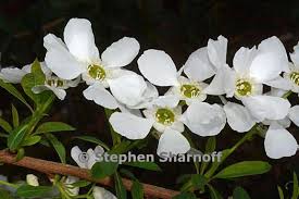 Attēlu rezultāti vaicājumam “Exochorda giraldii var. wilsonii”