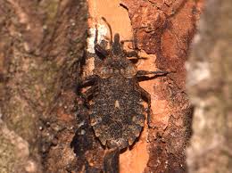 Attēlu rezultāti vaicājumam “Aradus betulae”